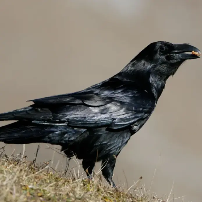Glänzend schwarzes Gefieder, wacher Blick: Unter anderem bewirbt sich auch der Kolrabe um den Titel „Vogel des Jahres 2027“.