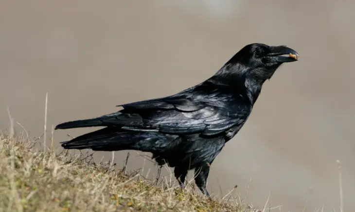 Glänzend schwarzes Gefieder, wacher Blick: Unter anderem bewirbt sich auch der Kolrabe um den Titel „Vogel des Jahres 2027“.