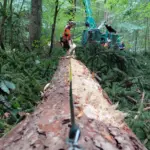 Im Waldgebiet Bretzengraben bei Nürnberg-Fischbach wird im September 2026 mit schwerem Gerät gearbeitet. Unter anderem ist ein Harvester zur Stehendentnahme im Einsatz.
