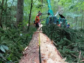 Im Waldgebiet Bretzengraben bei Nürnberg-Fischbach wird im September 2026 mit schwerem Gerät gearbeitet. Unter anderem ist ein Harvester zur Stehendentnahme im Einsatz.