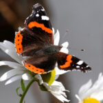 Admiral (im Bild) und Taubenschwänzchen sind zwei der wenigen Falter, die von Mitteleuropa über die Alpen in den Süden wandern, um dort zu überwintern.
