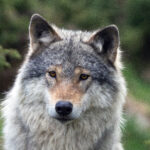 Die Polizeibeamten fanden den Kadaver eines toten Wolfs. (Symbolfoto)