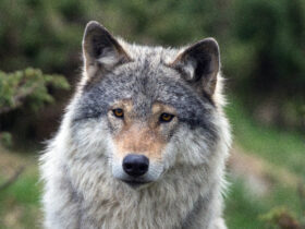 Die Polizeibeamten fanden den Kadaver eines toten Wolfs. (Symbolfoto)