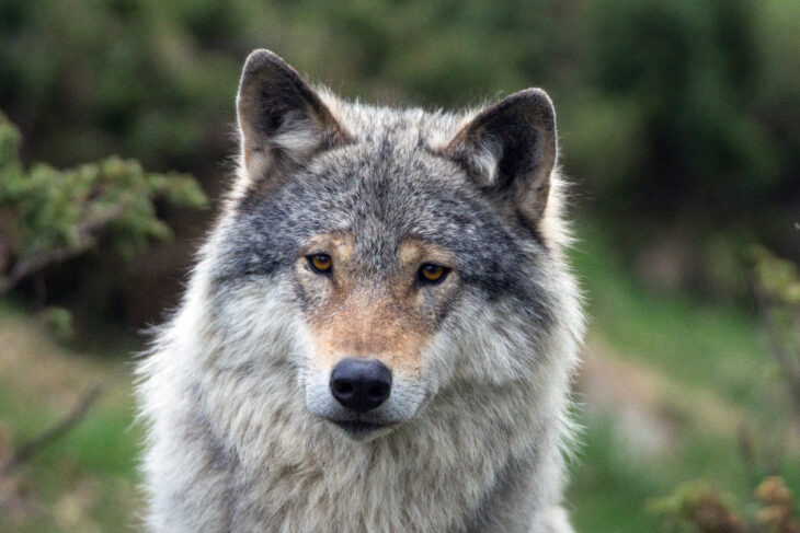 Die Polizeibeamten fanden den Kadaver eines toten Wolfs. (Symbolfoto)