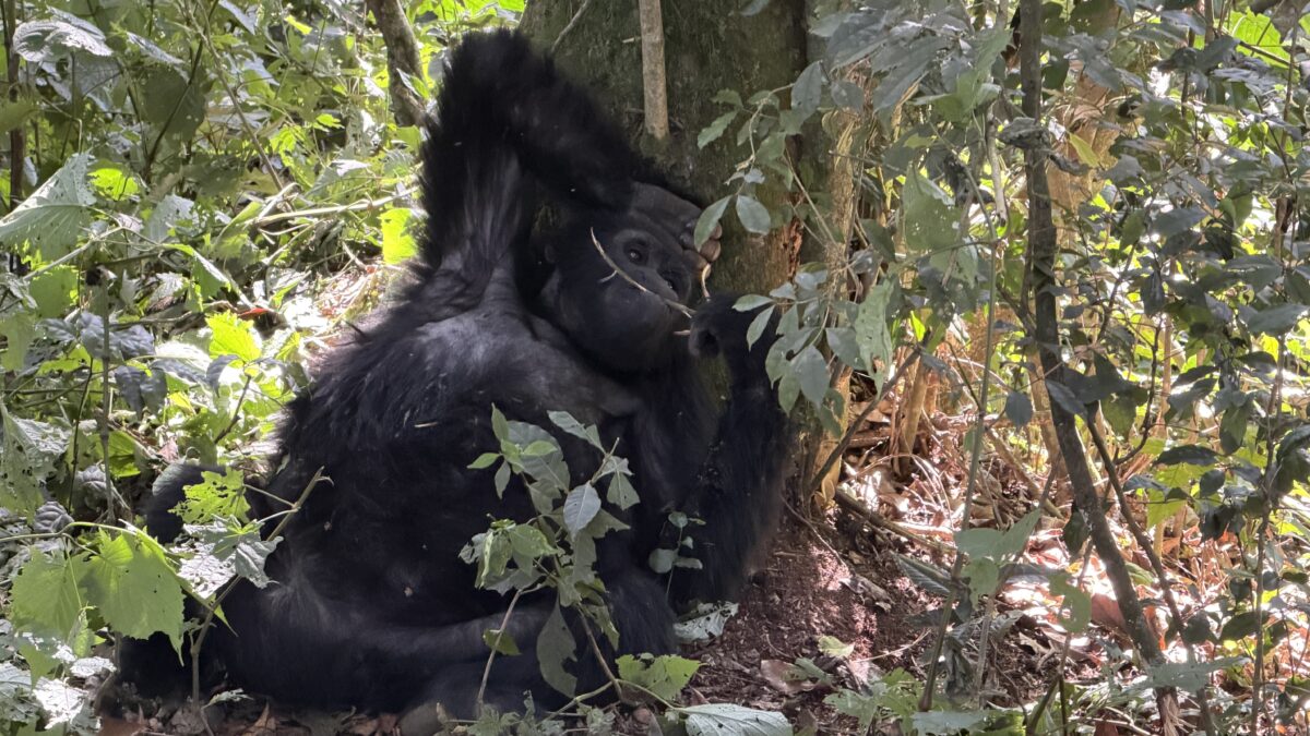 Gorilla