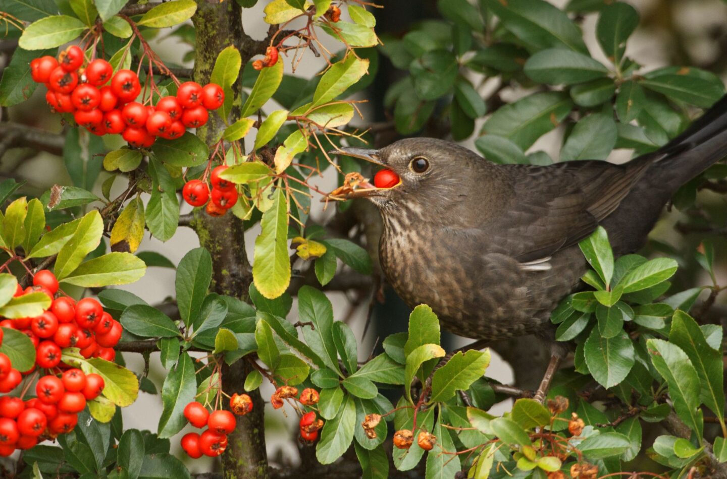 Eine Amsel bedient sich an Beeren einer Hecke.