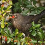 Eine Amsel bedient sich an Beeren einer Hecke.