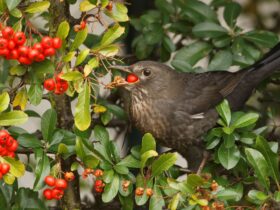 Eine Amsel bedient sich an Beeren einer Hecke.