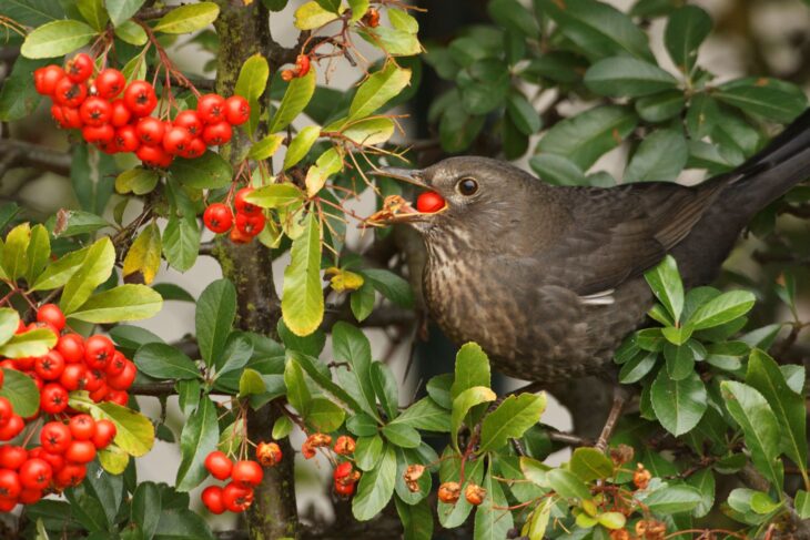 Eine Amsel bedient sich an Beeren einer Hecke.