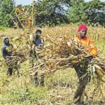 Manuelle Arbeit auf dem Feld: Die Diakone des Faraja Diaconic Center in Tansania bekommen die Folgen des Irankriegs in Form von hohen Preisen stark zu spüren.